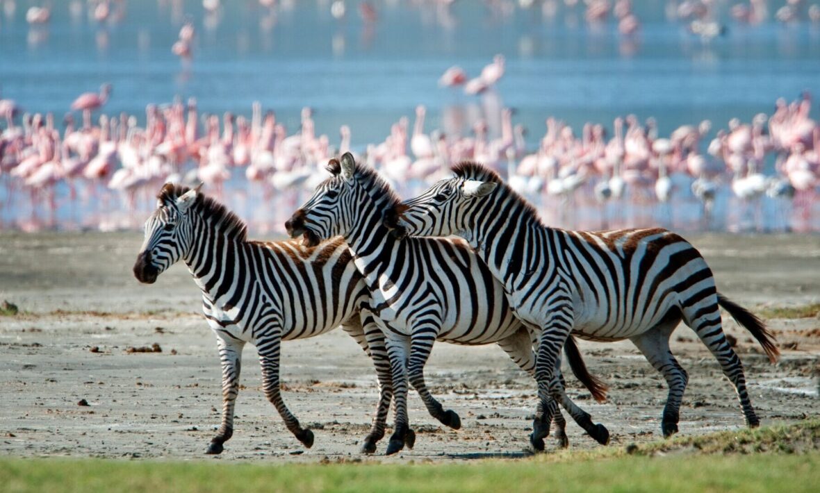 Safari at sunrise
