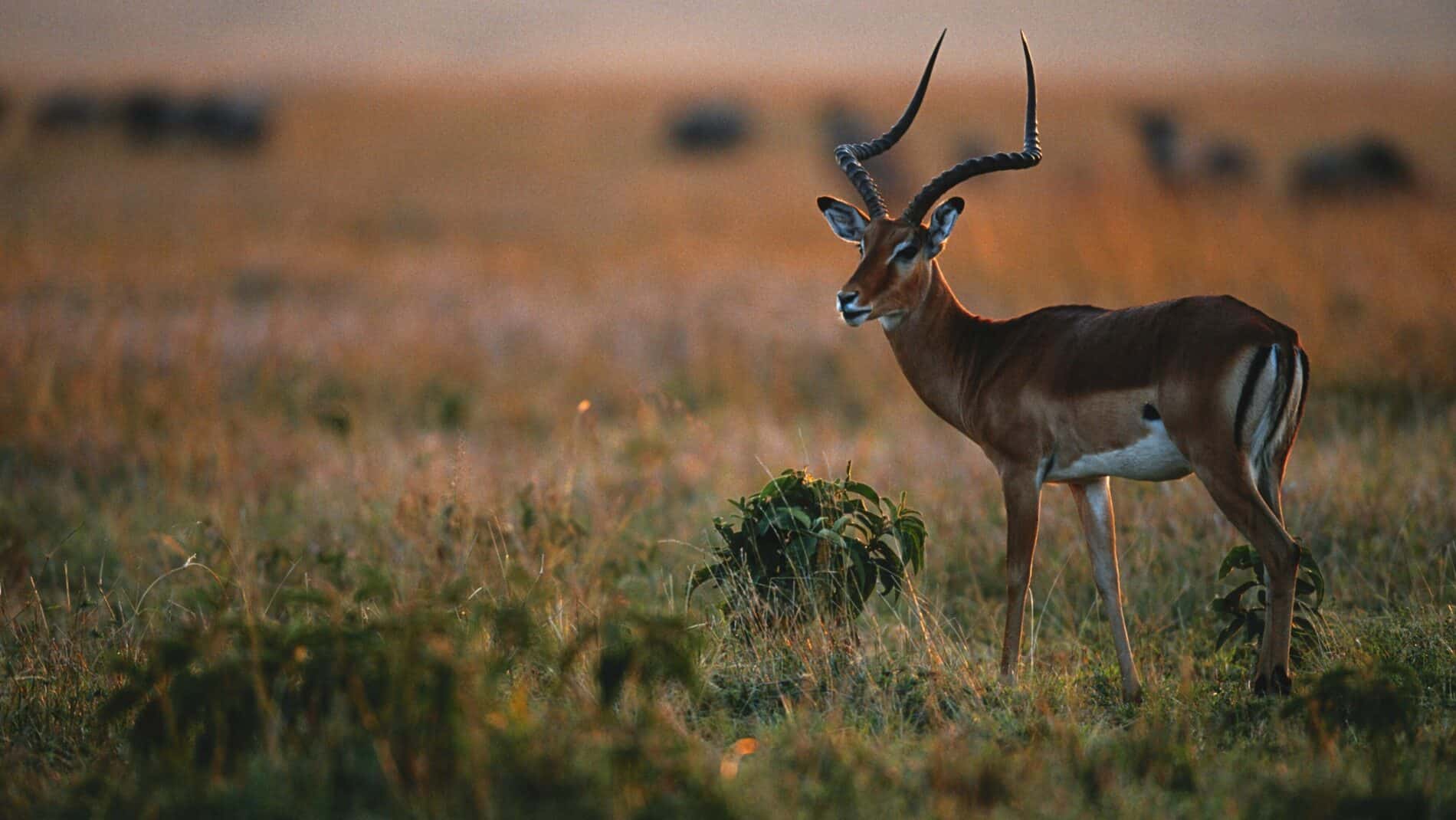 Okavango Delta, Southern Africa