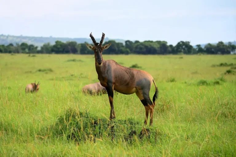 Enkongo Narok Swamp