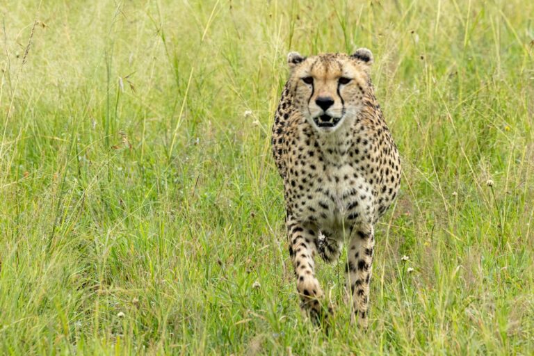 Cheetah Plains