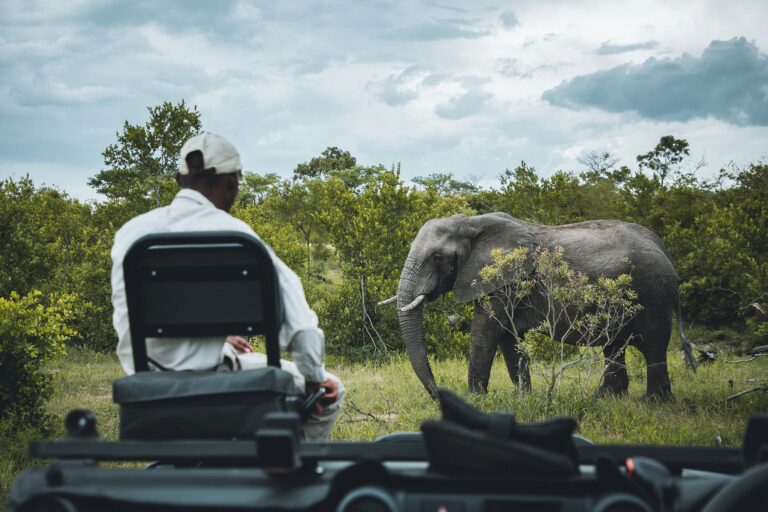 Big Five Game Drives