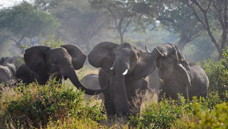 Elephant Herds