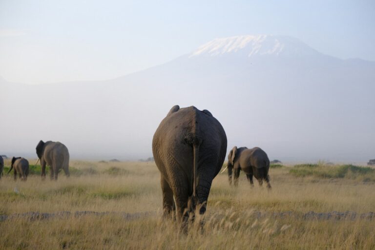 Elephants and Kilimanjaro