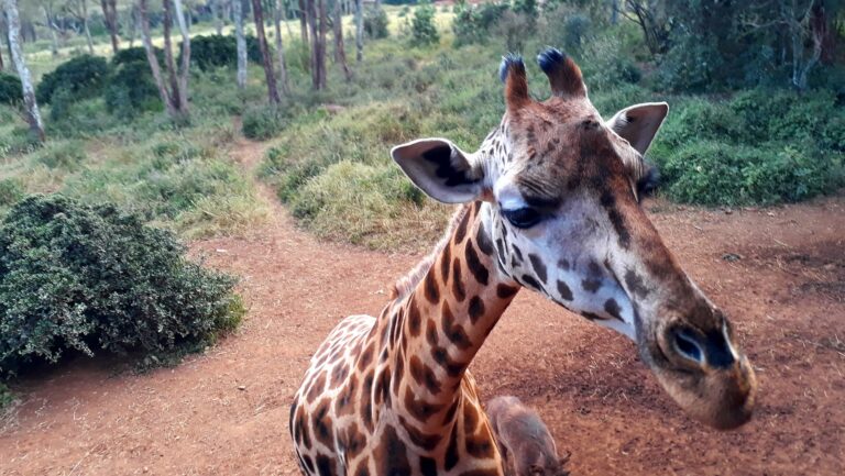 Giraffe Centre