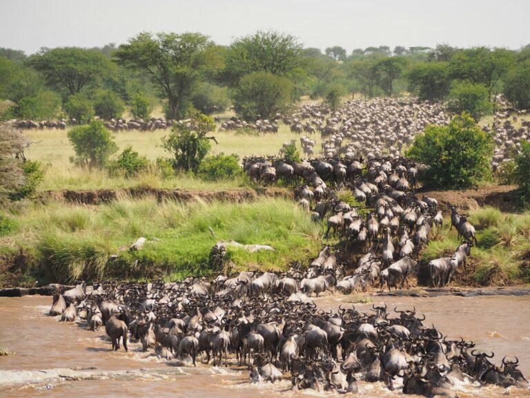 Mara River Crossings