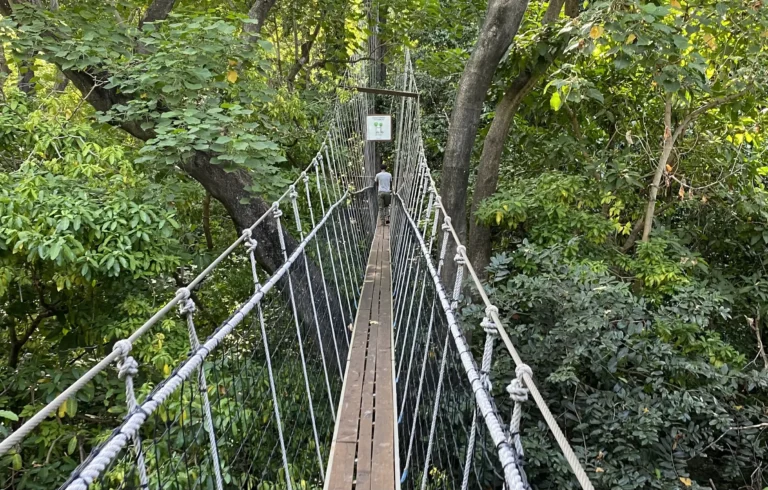 Groundwater Forest