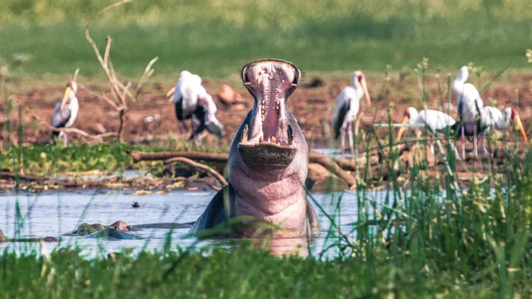 Hippo Pool