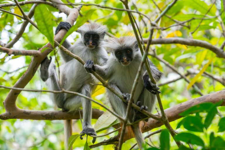 Jozani Forest & Red Colobus