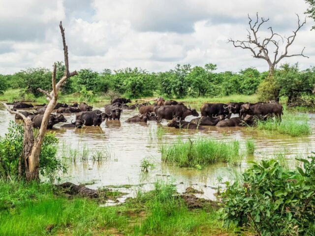 Kruger National Park
