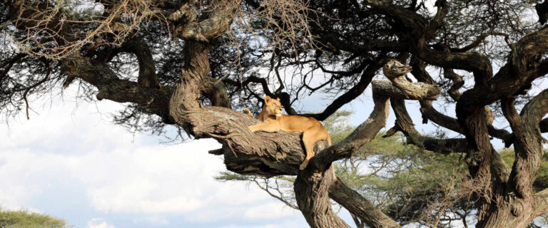 Tree-Climbing Lions