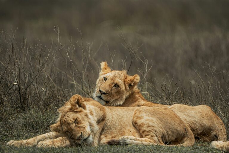 Lion Prides