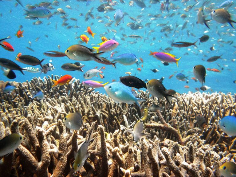 Chole Bay Coral Gardens