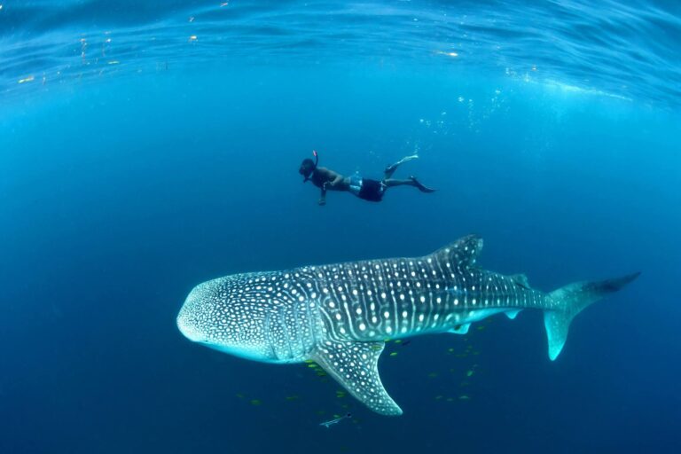 Whale Shark Snorkelling