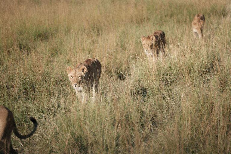 Mara Triangle