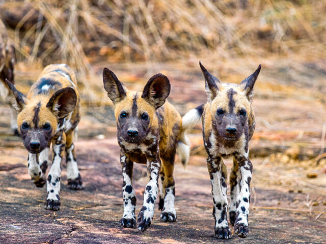 Nyerere National Park