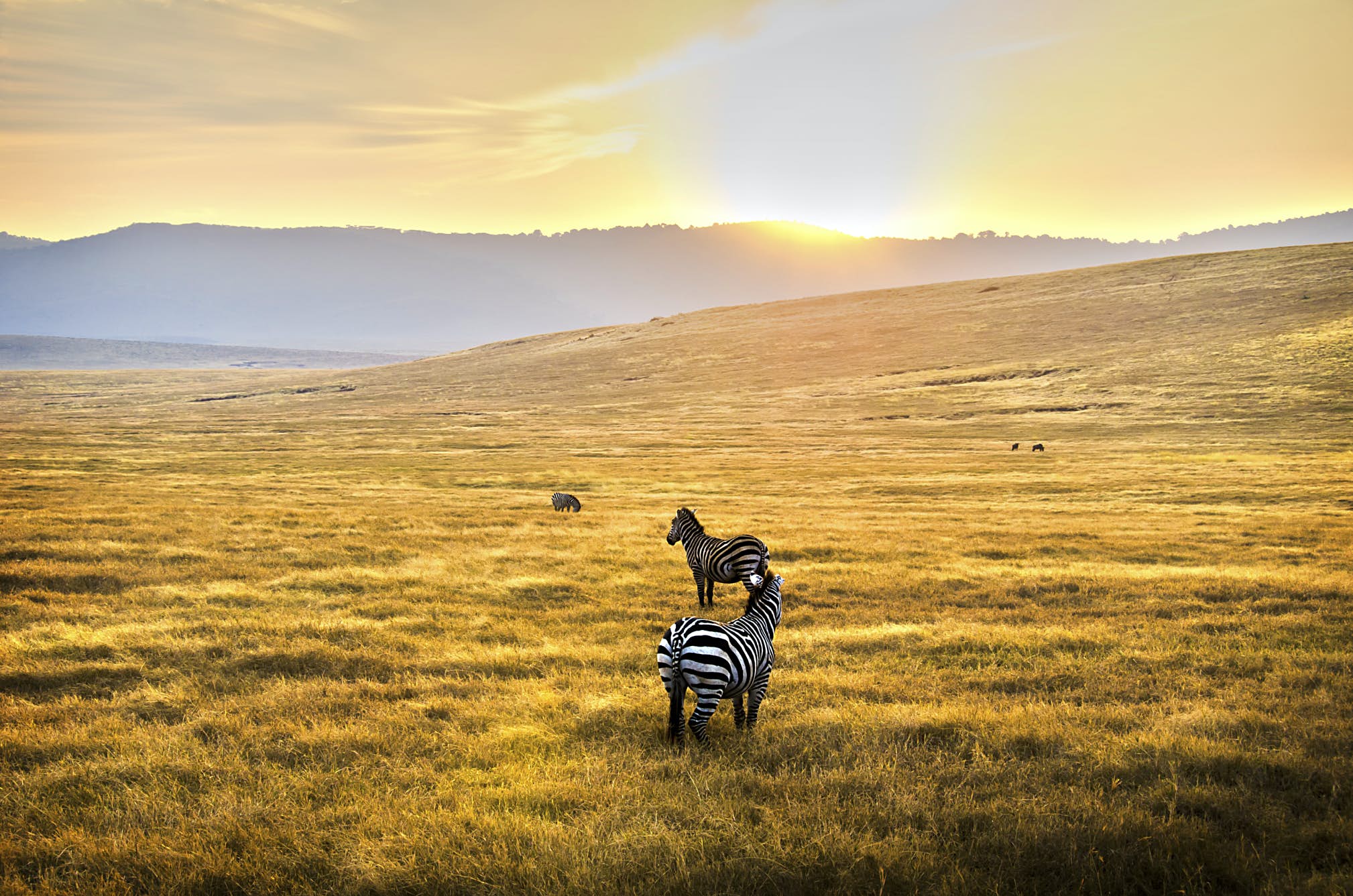 Serengeti & Crater Escape
