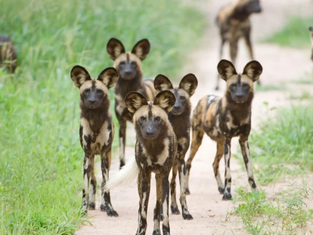 Ruaha National Park