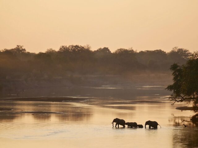 South Luangwa National Park