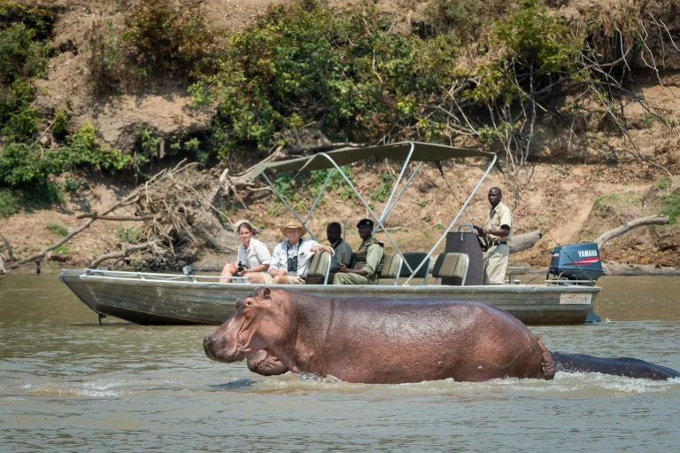 Luangwa River Hippo Pods