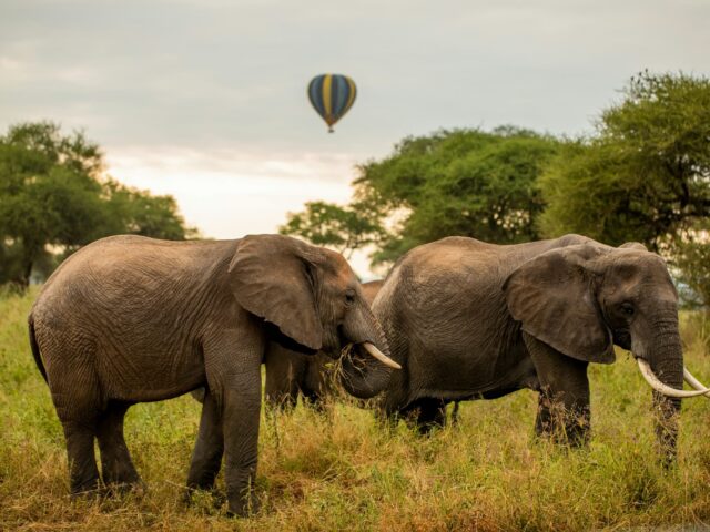 Tarangire National Park