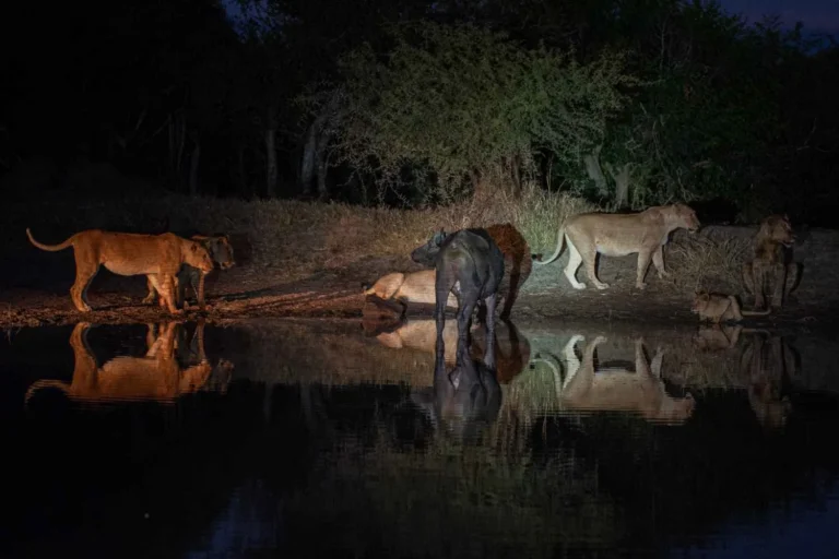 Night Game Drives