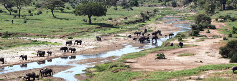 Tarangire River Game Viewing