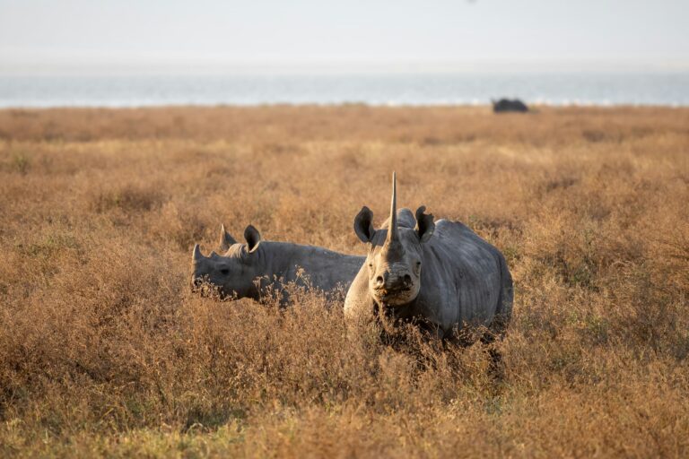 Black Rhinoceros