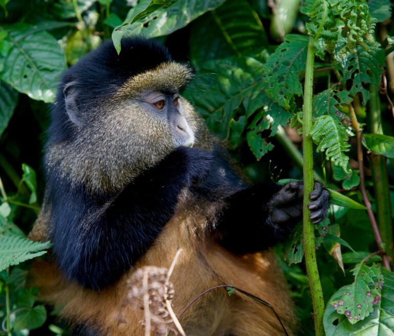 Golden Monkey Tracking