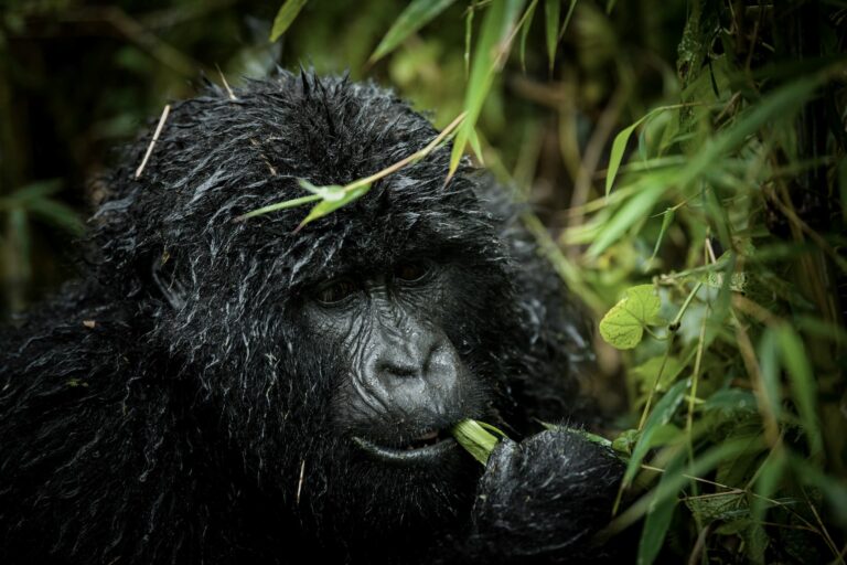Mountain Gorilla Trekking