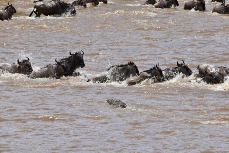 The Great Migration