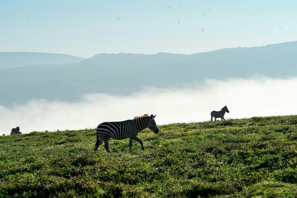 Ngorongoro Crater