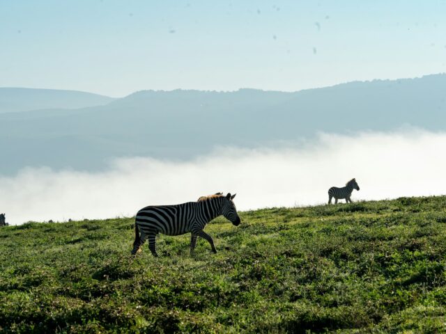 Ngorongoro Crater
