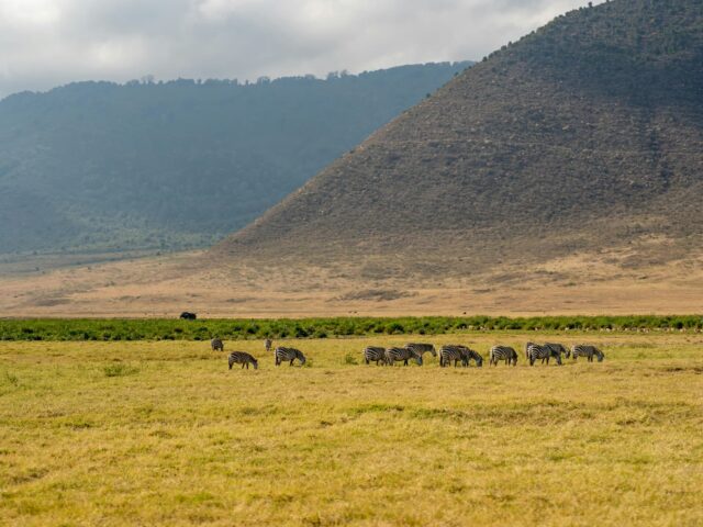 Safari Pure Escape
