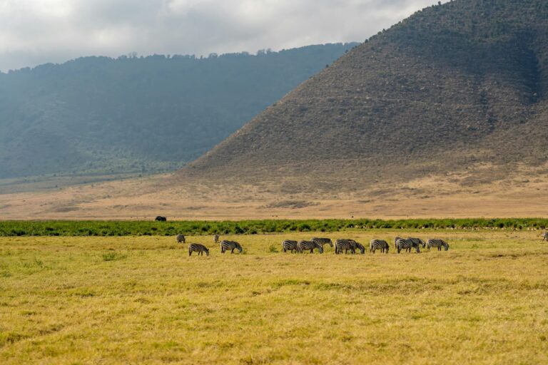 Safari Pure Escape