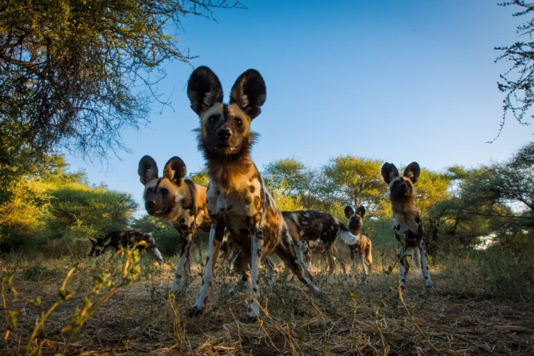 African Wild Dogs