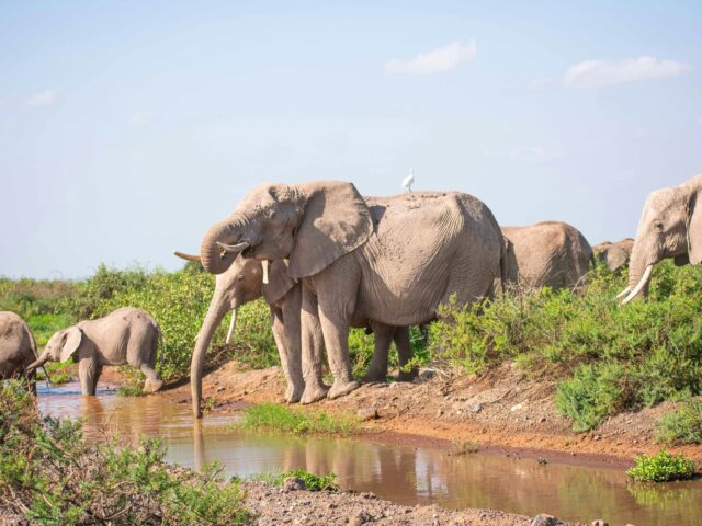 Amboseli National Park