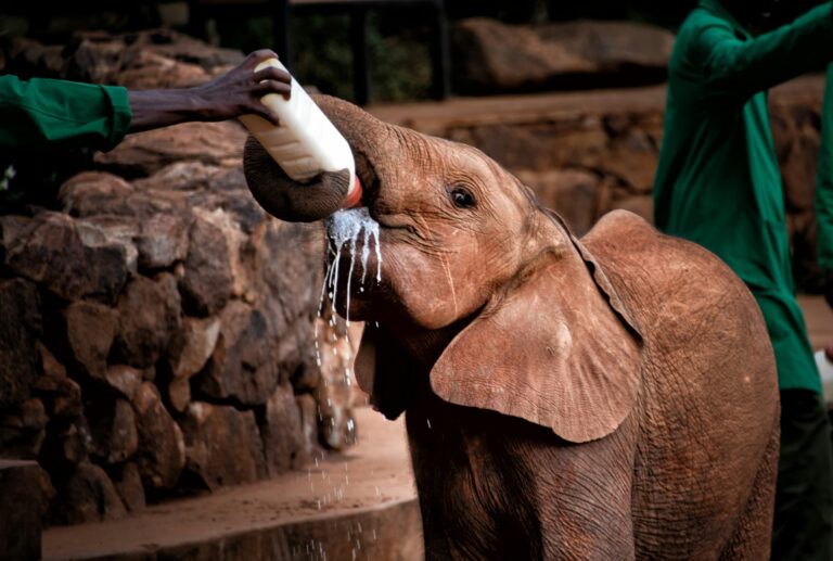 David Sheldrick Wildlife Trust