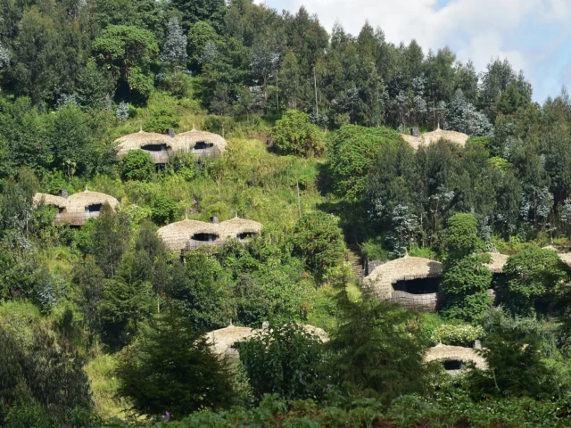 Bisate Lodge