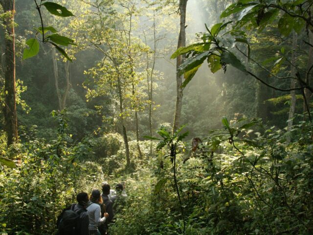 Bwindi Impenetrable Forest