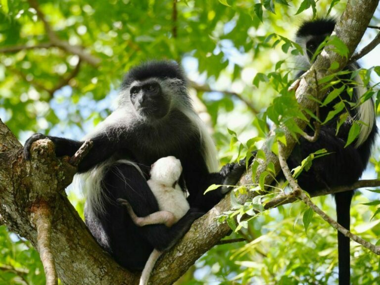 Colobus Conservation