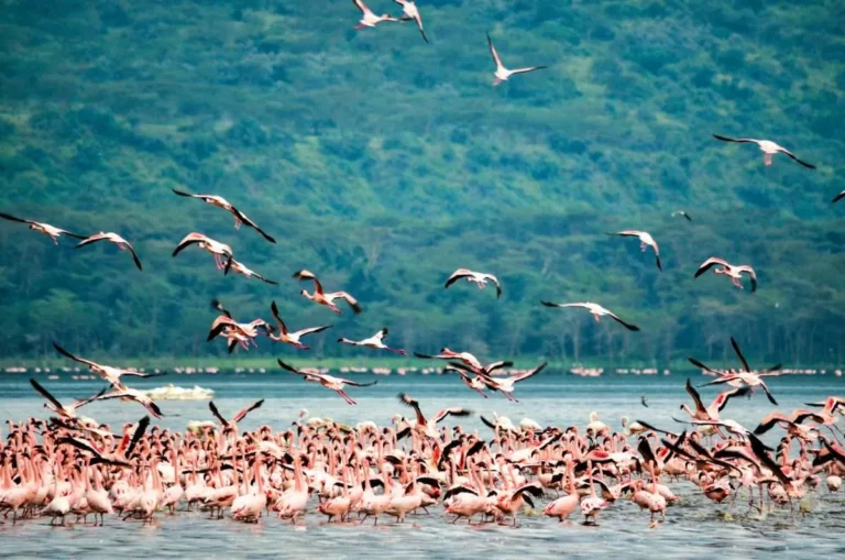 Flamingo Flocks