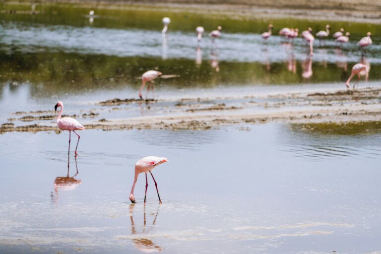 Flamingo Lake