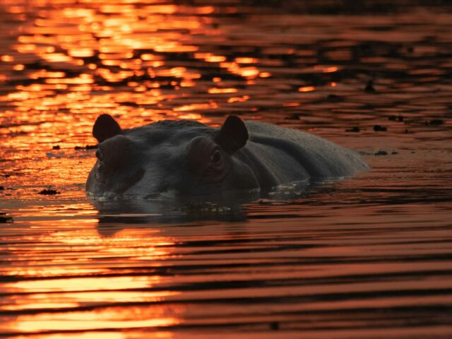 Okavango Delta