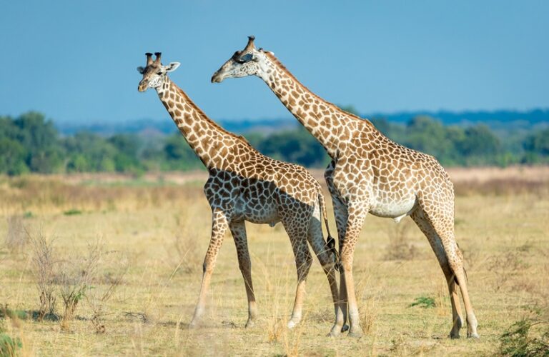 Thornicroft Giraffe
