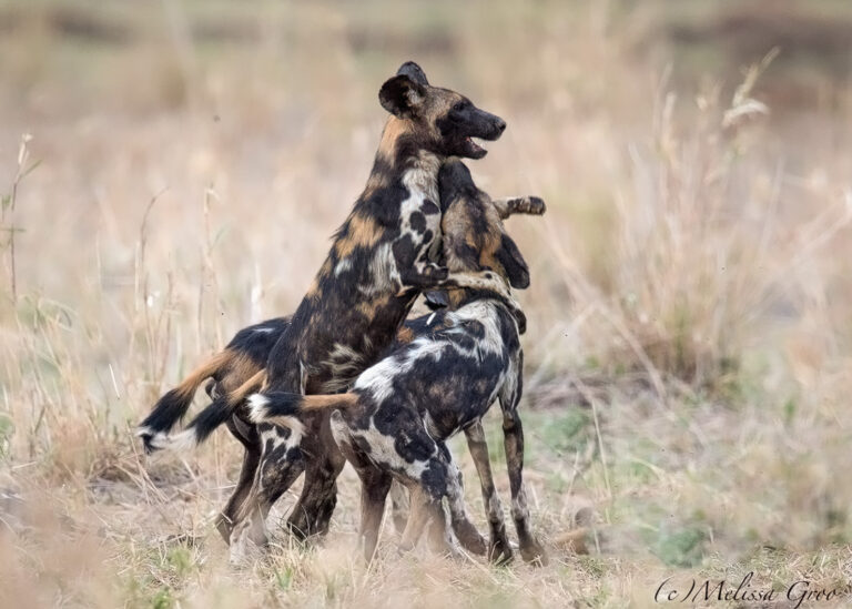 Wild Dogs