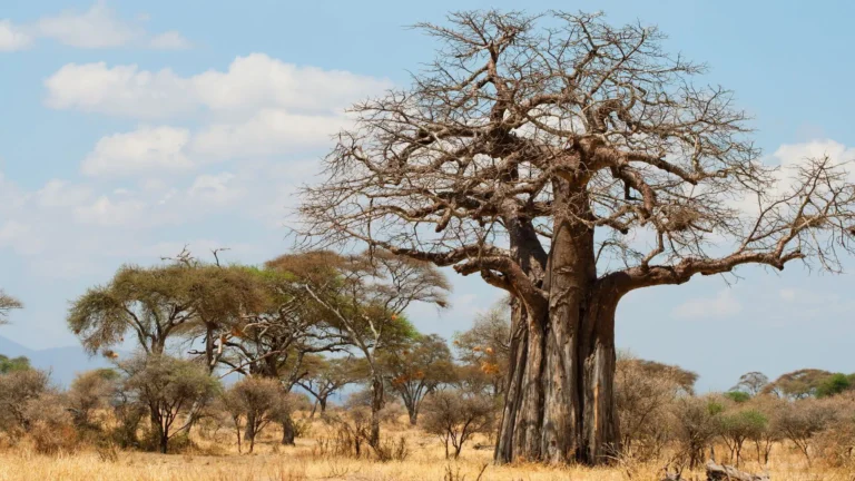Ancient Baobab Trees