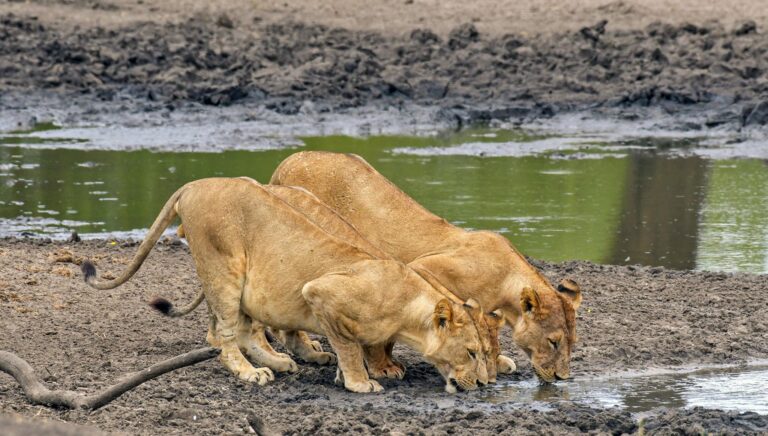 Lions of the Great Ruaha