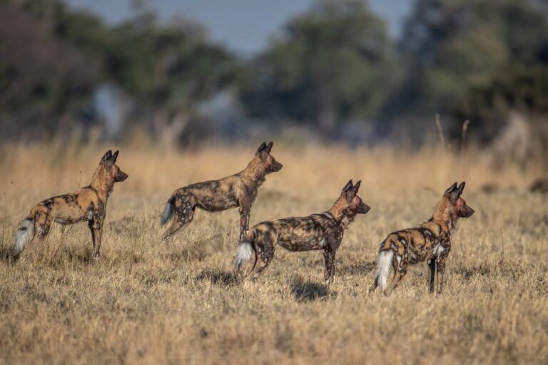 Wild Dogs Sightings